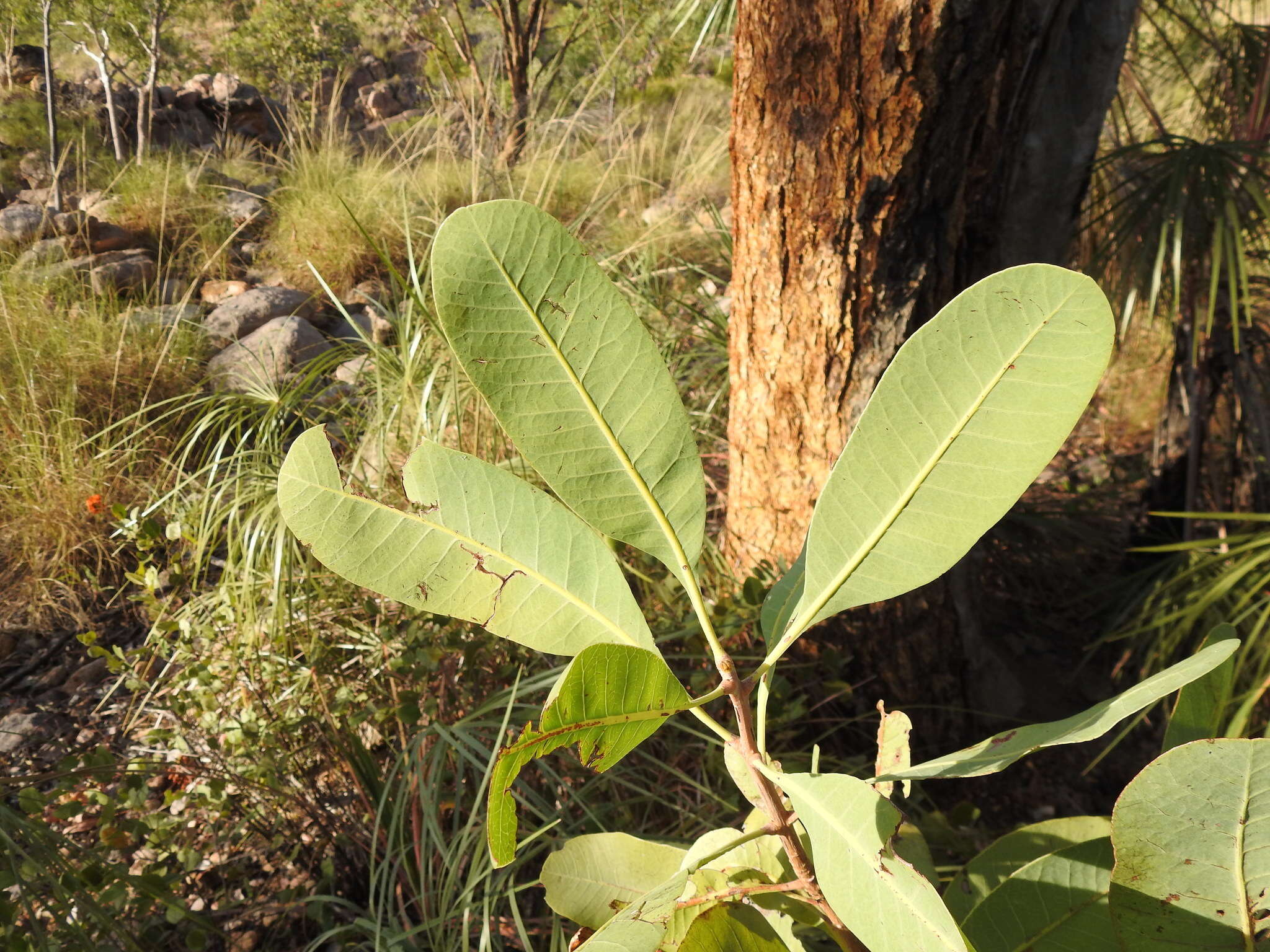 Image of Buchanania obovata Engl.