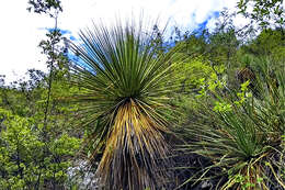 Image of Dasylirion acrotrichum (Schiede) Zucc.