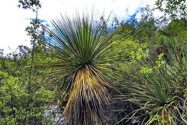 Image of Dasylirion acrotrichum (Schiede) Zucc.