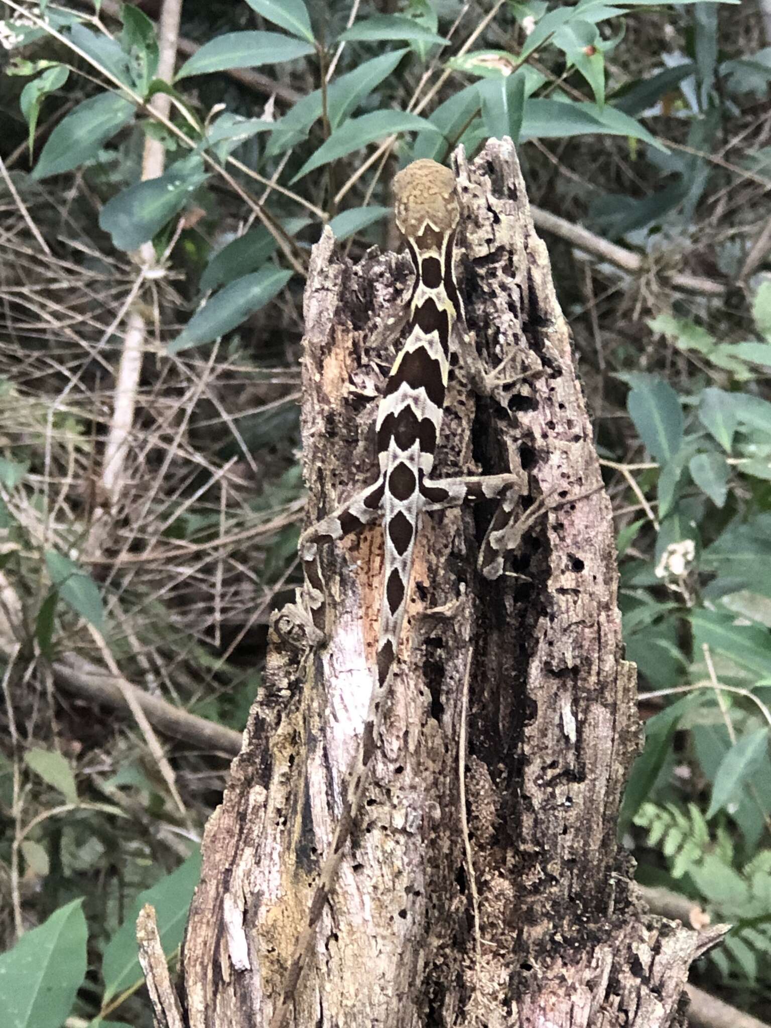 Image of Two-lined Fathead Anole