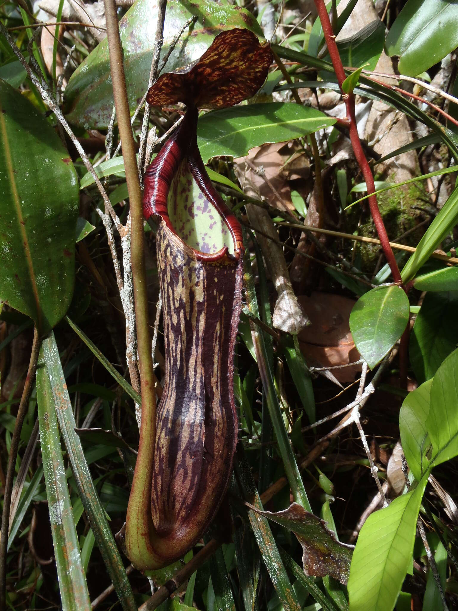 Image of Pitcher plant