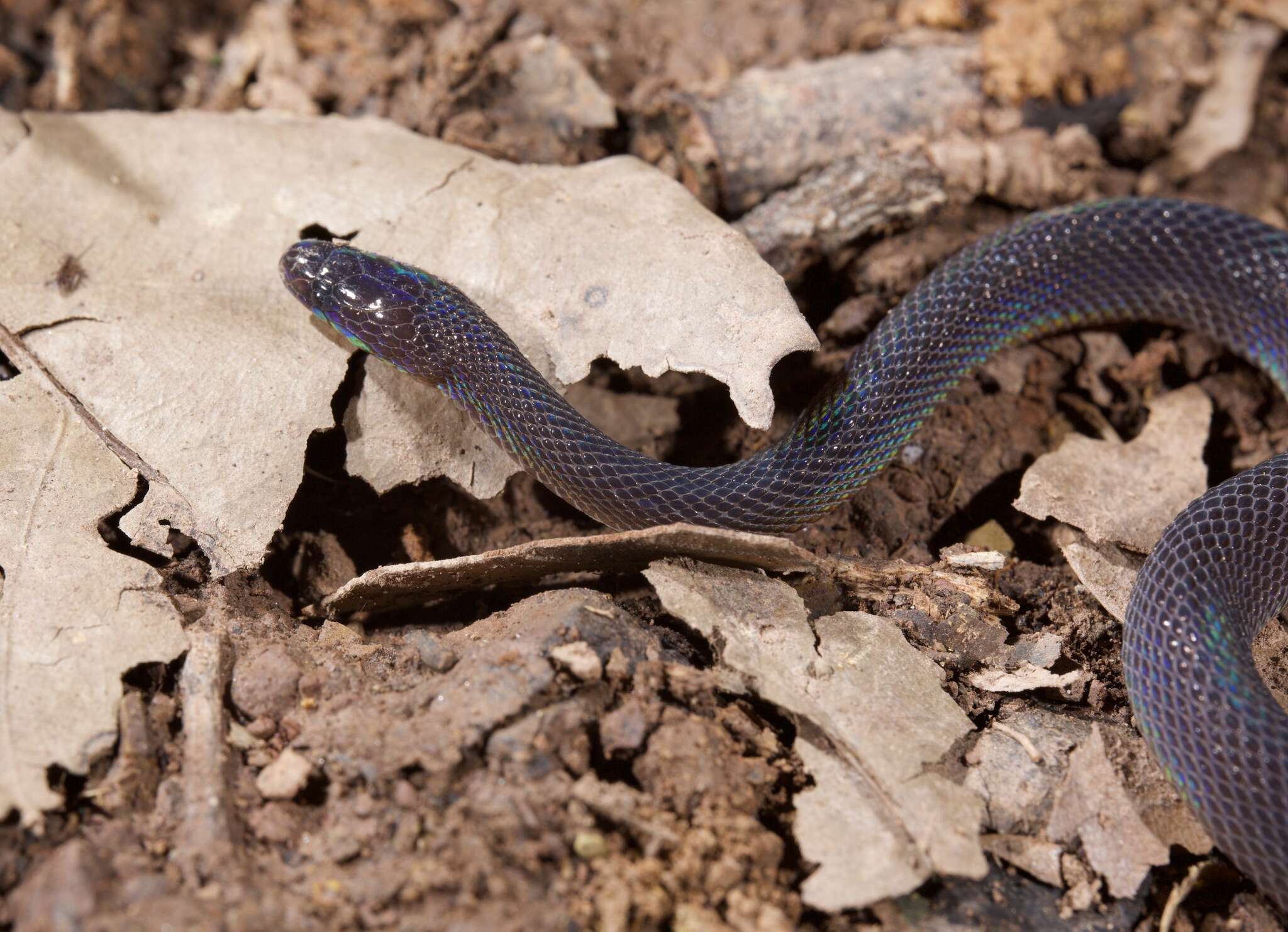 Image of Achalinus panzhihuaensis