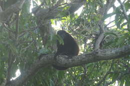 Image of Alouatta palliata palliata (Gray 1849)