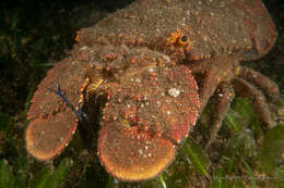 Image of Spanish lobster