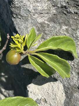 Image of Vangueria macrocalyx Sond.