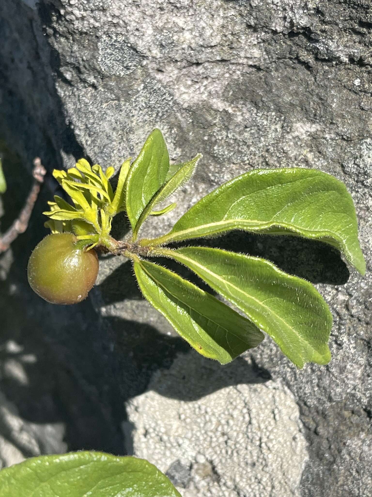 Vangueria macrocalyx Sond. resmi