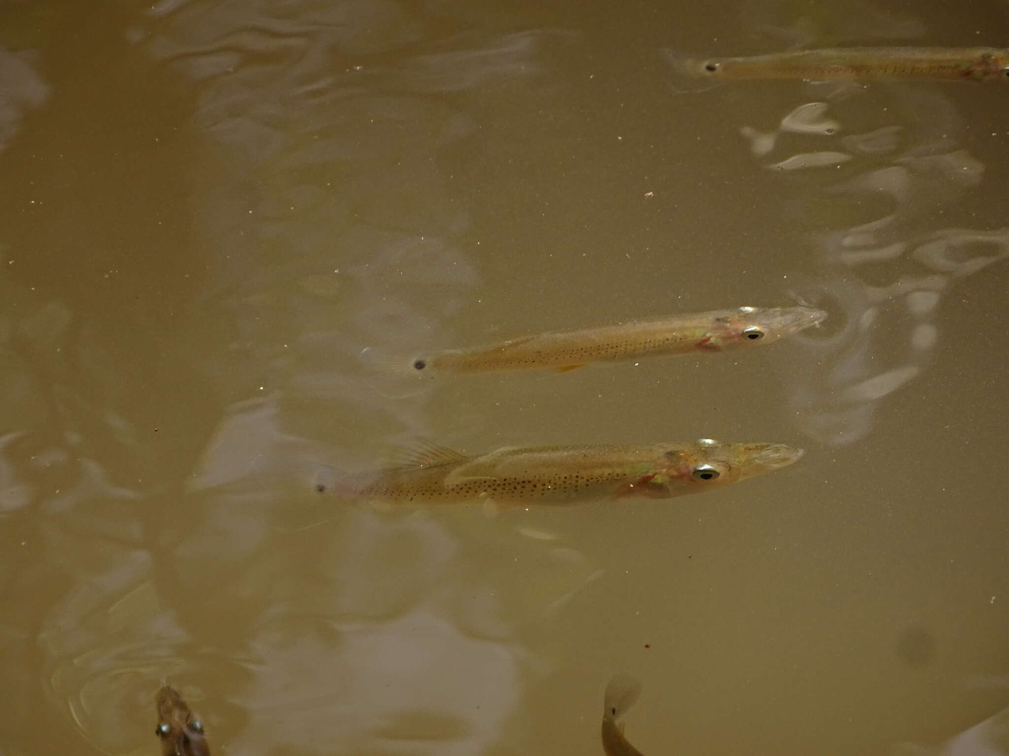 Image of Top minnow