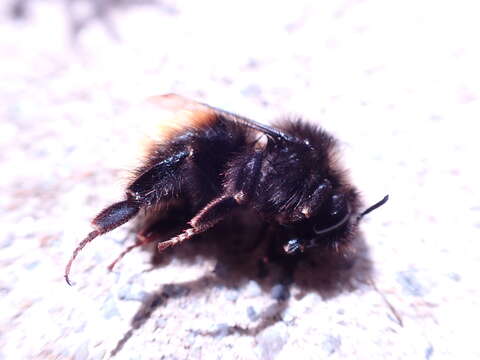 Image of Bombus monticola Smith 1849