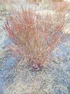 Imagem de Eriogonum gracile var. incultum J. L. Reveal