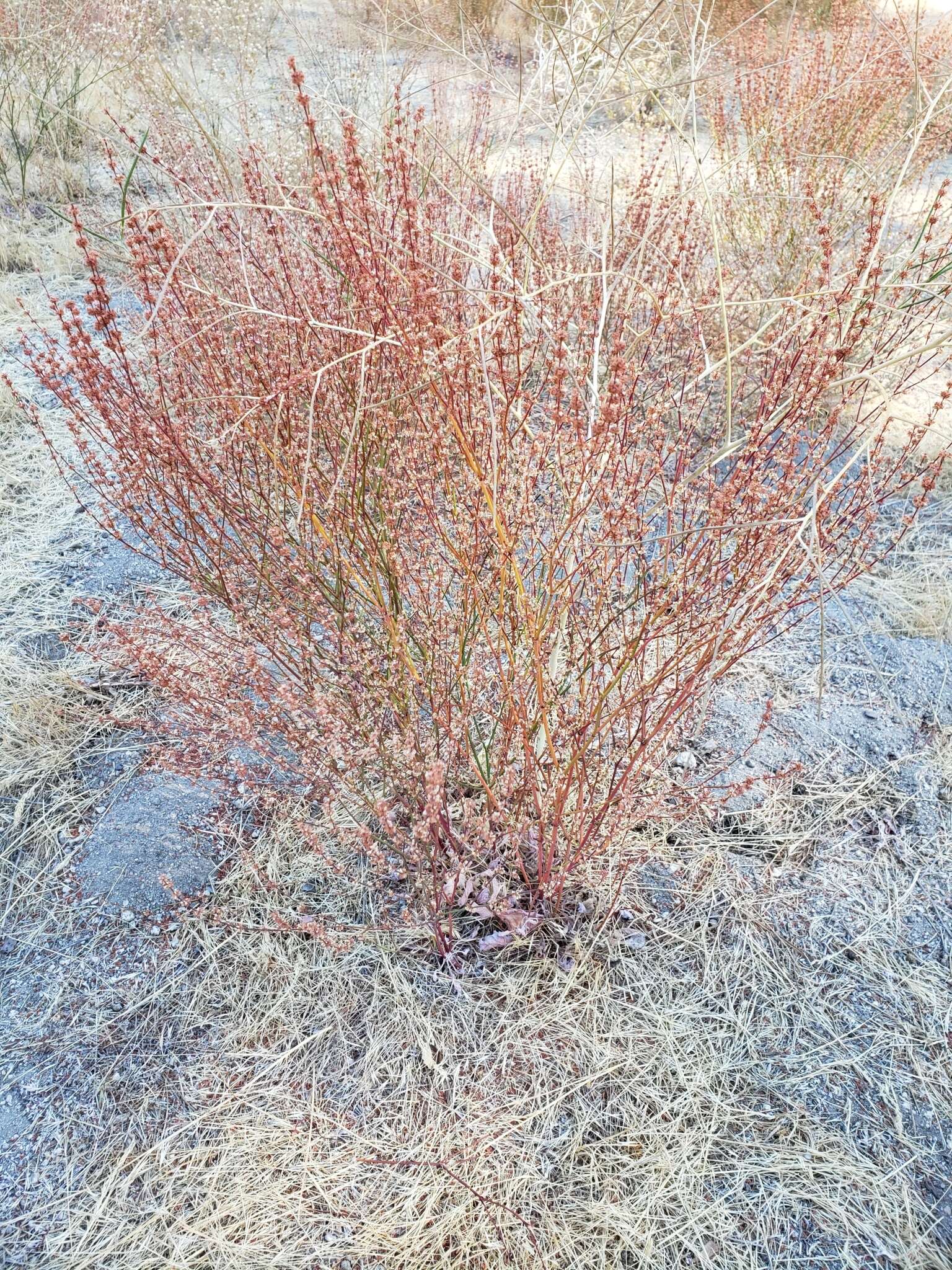 Image of slender woolly buckwheat