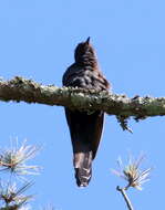 Image of Black Cuckoo