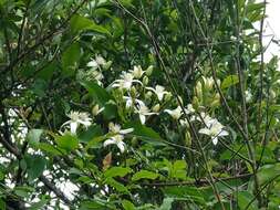 Plancia ëd Clematis meyeniana Walp.