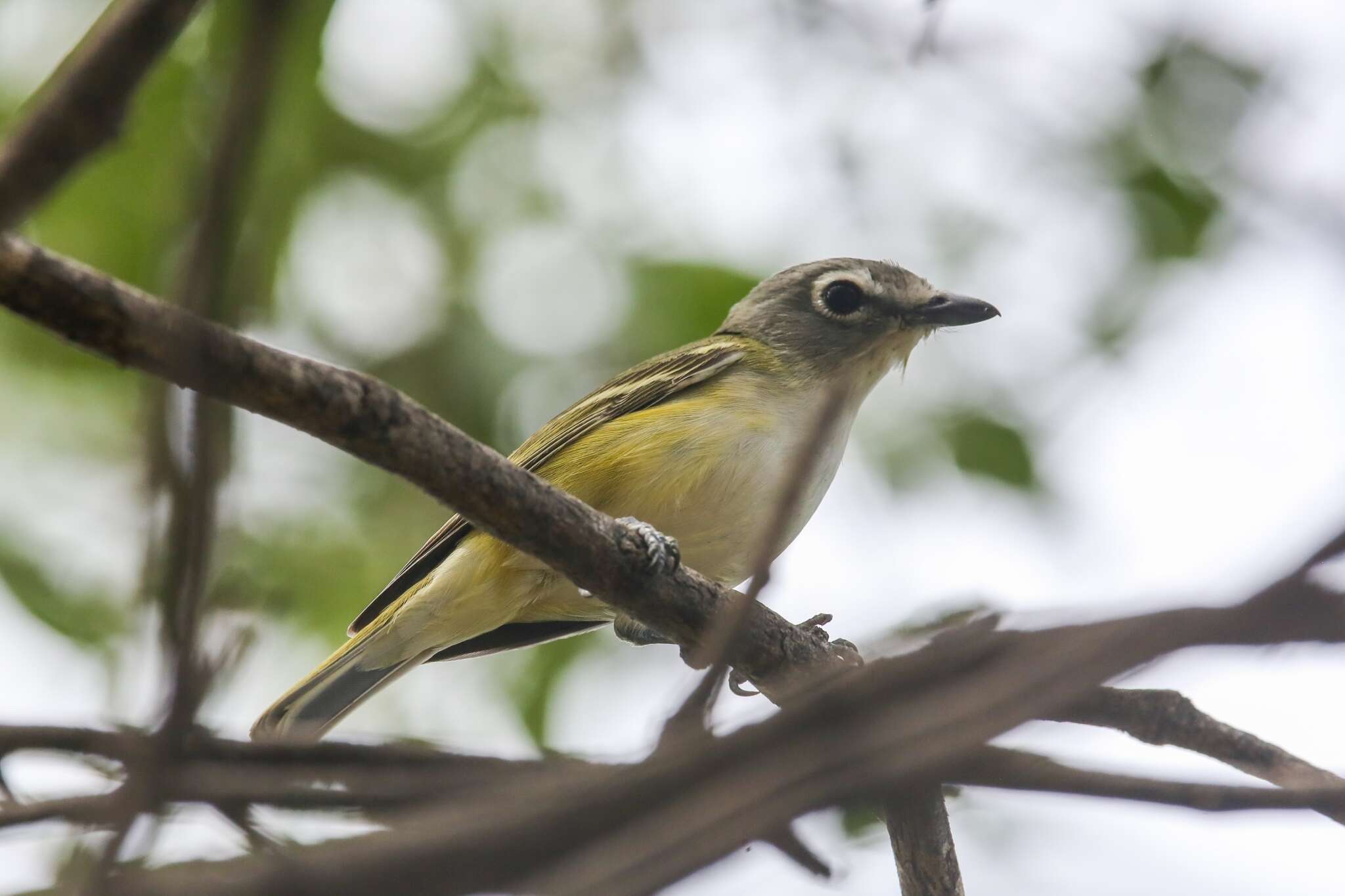 Image of Vireo cassinii lucasanus Brewster 1891