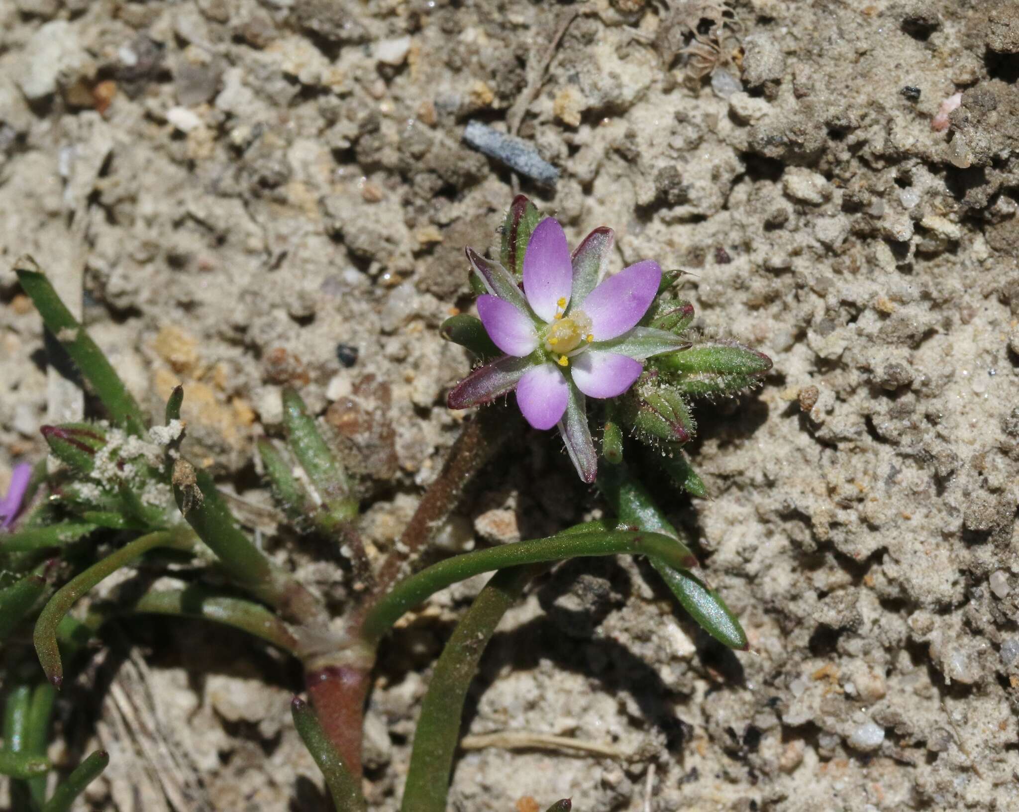 Image of Lesser Sea-spurrey