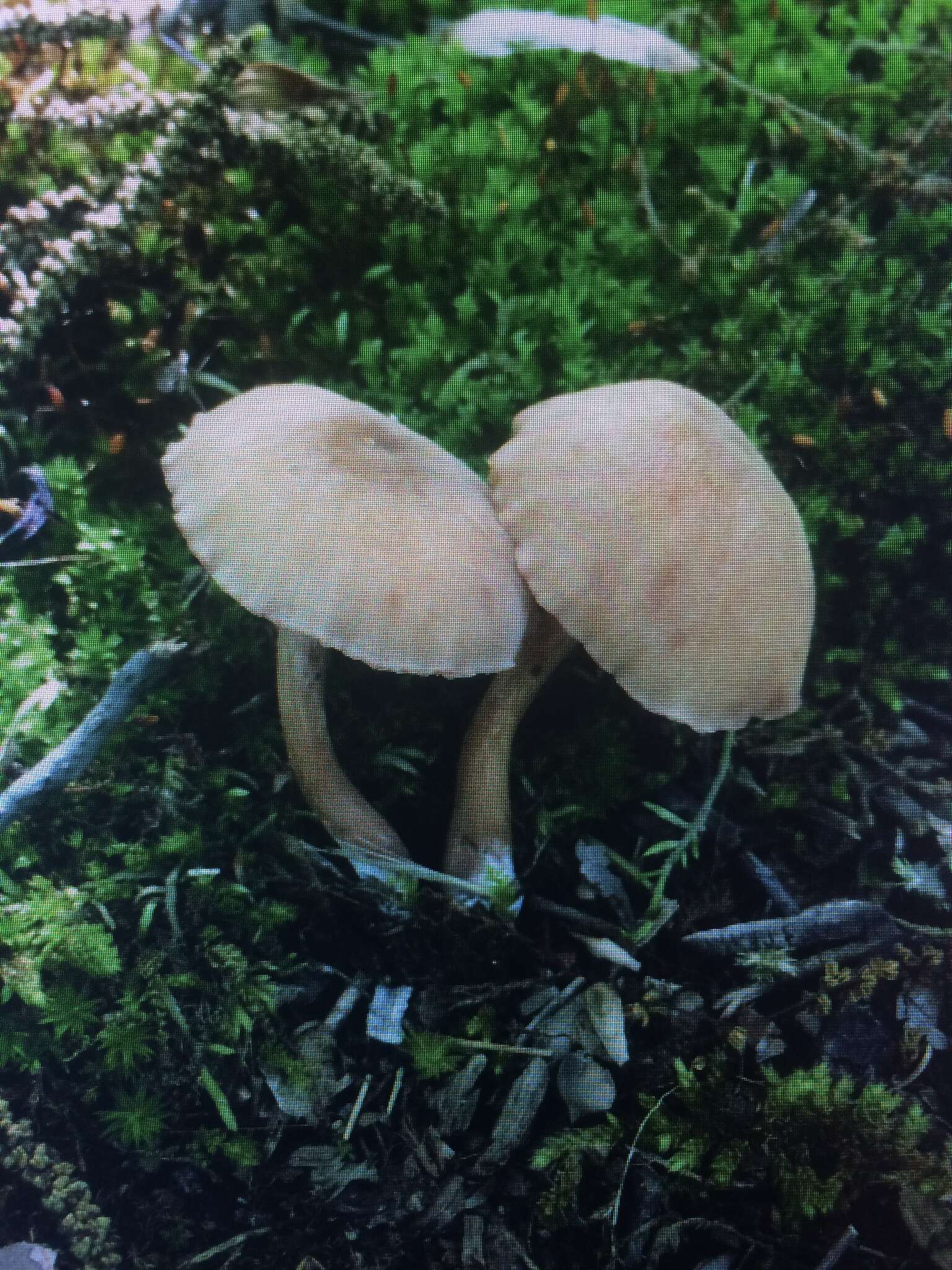 Image of Laccaria laccata var. pallidifolia (Peck) Peck