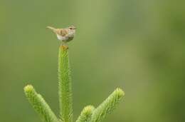 Image of Chinese Leaf Warbler