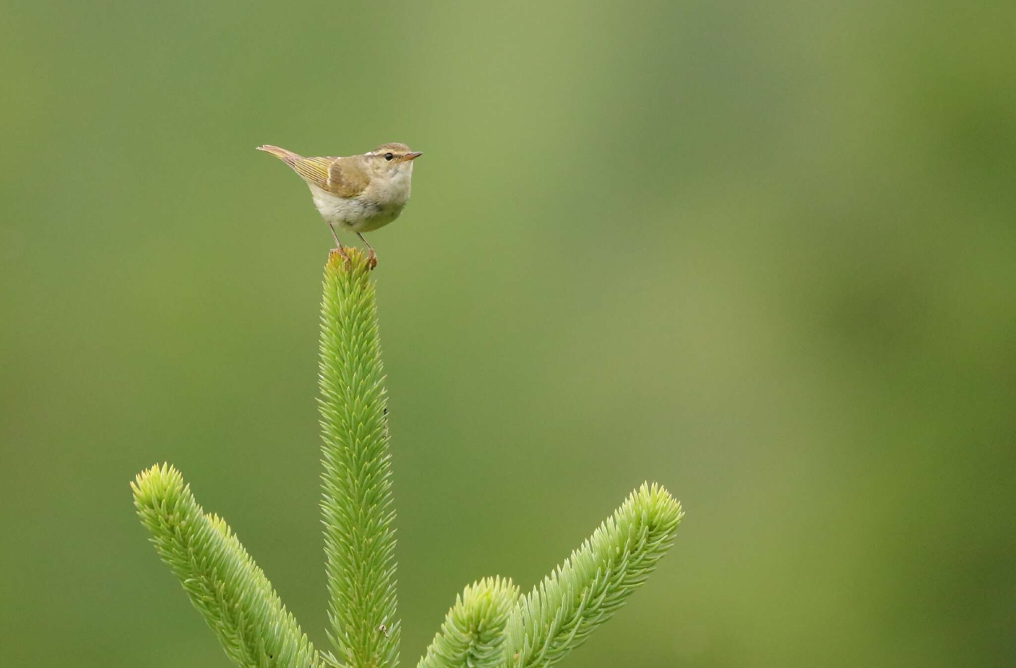 Image of Chinese Leaf Warbler