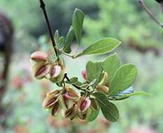 Image of Combretum vendae var. glabratum N. Hahn