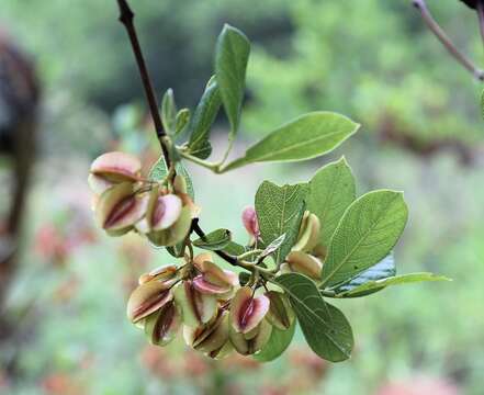 Imagem de Combretum vendae var. glabratum N. Hahn