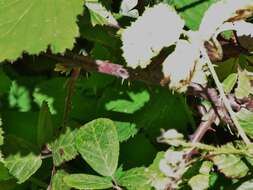 Image of Rubus rubritinctus W. C. R. Watson