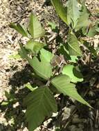 Image of eastern poison ivy