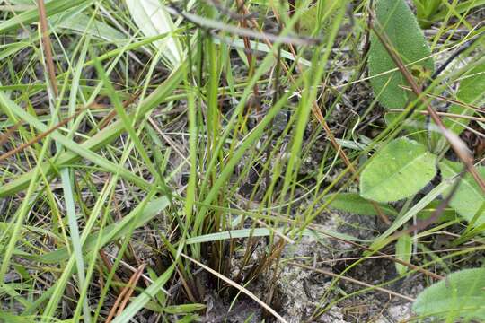 Image of Baldwin's Yellow-Eyed-Grass