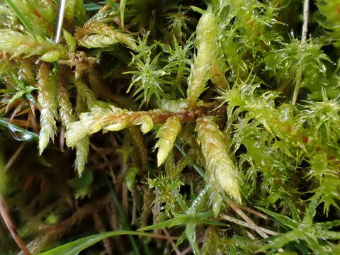 Image of hylocomiastrum moss