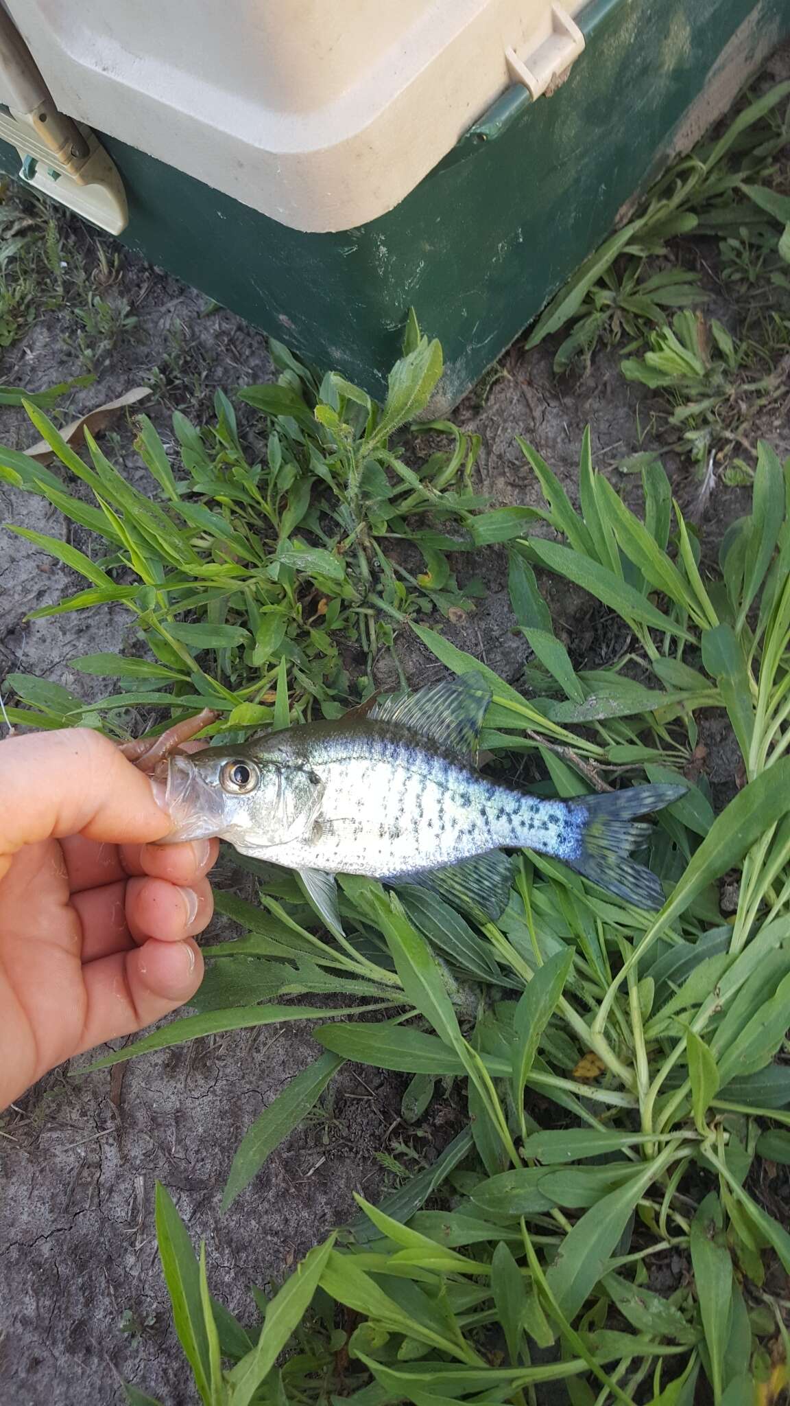 Image of White Crappie