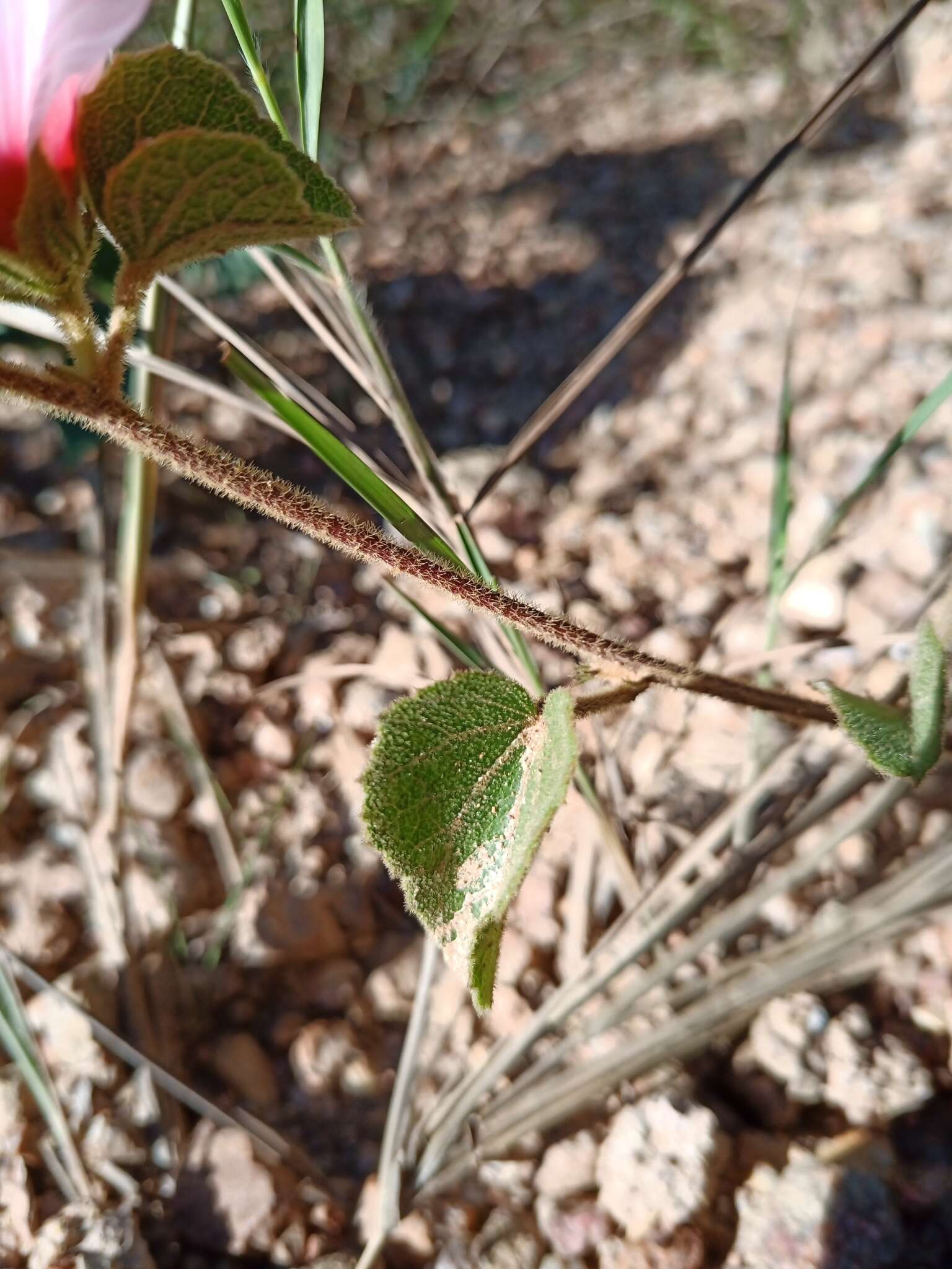 Image of Peltaea polymorpha (A. St.-Hil.) Krapov. & Cristobal