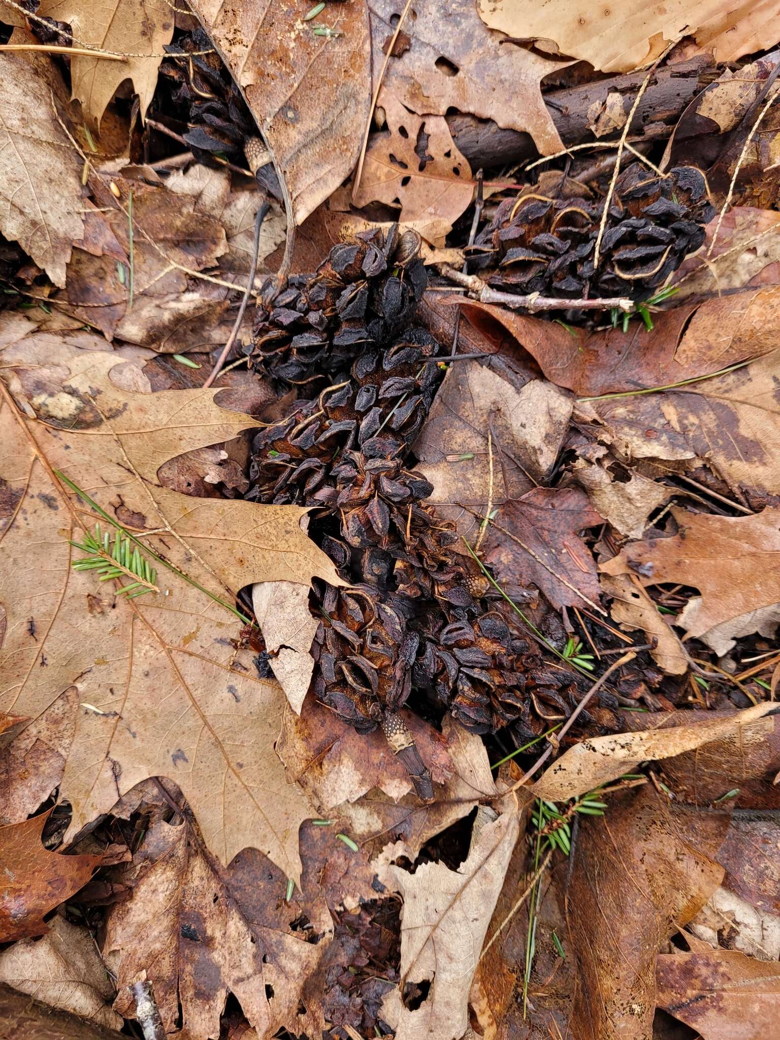 Imagem de Magnolia acuminata var. acuminata