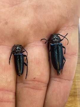 Image of Long-horned beetle