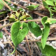 Image of trailing milkvine