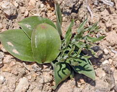 Слика од Fritillaria karelinii (Fisch. ex D. Don) Baker