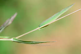 صورة Eragrostis unioloides (Retz.) Nees ex Steud.