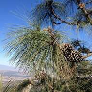 Image of Pinus pseudostrobus var. apulcensis (Lindl.) Shaw
