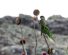 Image of Gray-hooded Parakeet