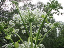 Image of Heracleum sosnowskyi Manden.