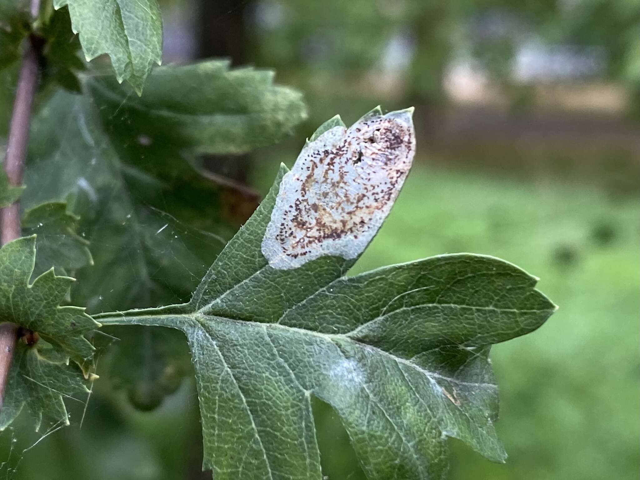 Image of Hawthorn Midget