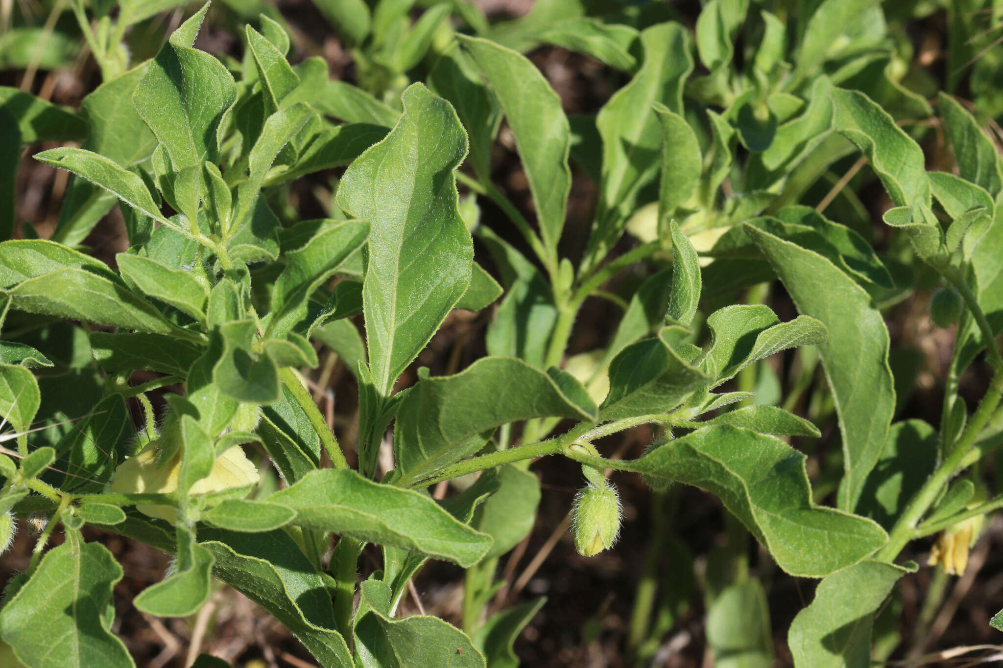 Image of <i>Physalis <i>longifolia</i></i> var. longifolia