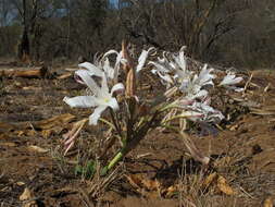 Image of Crinum crassicaule Baker