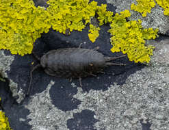 Ligia oceanica (Linnaeus 1767) resmi