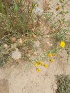 Image of Senecio glaucus L.