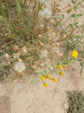 Plancia ëd Senecio glaucus L.