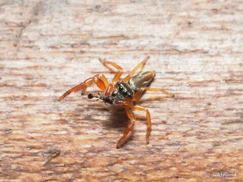 Image of Jumping spider