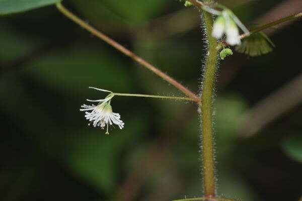 صورة Euphorbia eglandulosa V. W. Steinm.