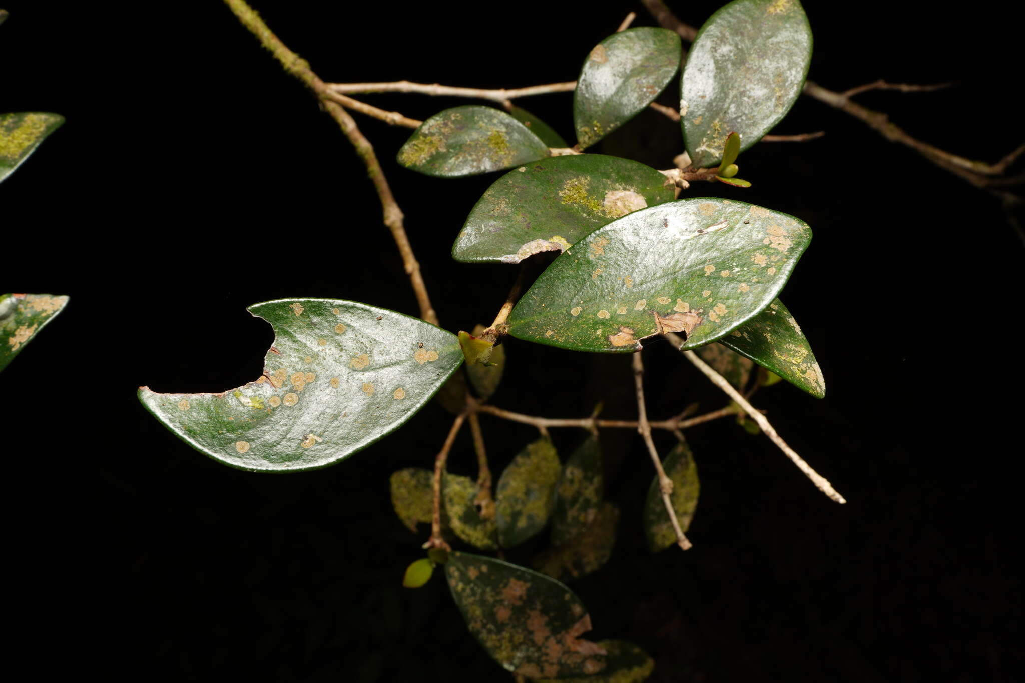 Imagem de Eugenia buxifolia Lam.