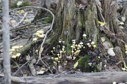 Imagem de Pholiota alnicola (Fr.) Singer 1951