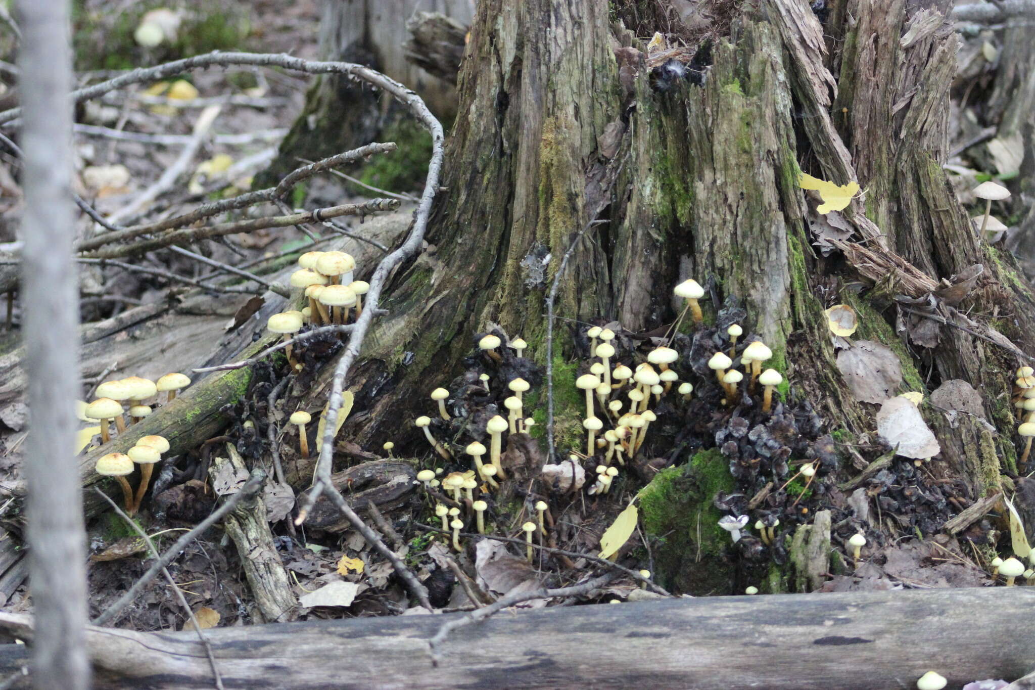 Image of Pholiota alnicola (Fr.) Singer 1951