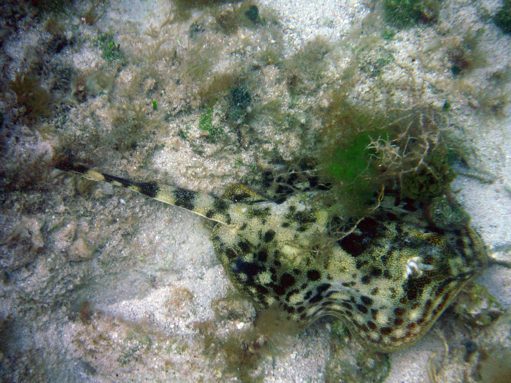 Image of Yellow Stingray