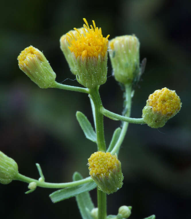 Image of California rayless fleabane